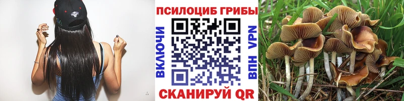 Галлюциногенные грибы Psilocybine cubensis  Купить  Правдинск 
